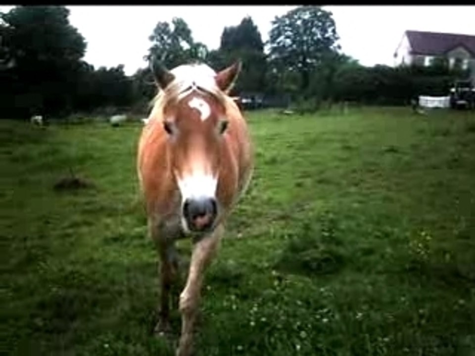 Op op op monsieur se tape un petit galop ihi !