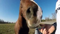 Horse annoyed with cyclist when treats run out