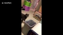 Mother cat accidentally drops kitten into bin
