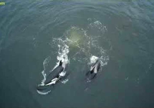 Family of Killer Whales Enjoy the Ocean at Monterey Bay