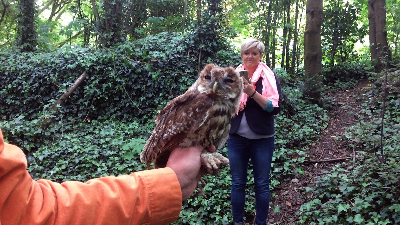 La remise en liberté et l'envol d'une chouette hulotte