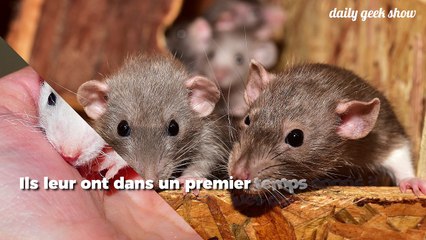 Cette expérience a montré que les rats peuvent avoir des souvenirs complexes