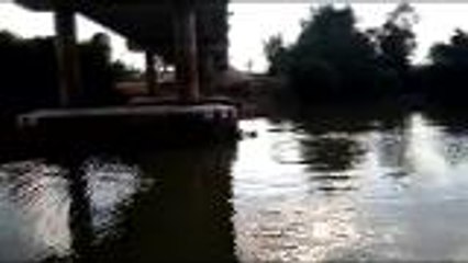 Cat saved after suspectedly thrown into river