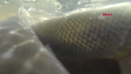 Van'da İnci Kefali Göçü-Hd