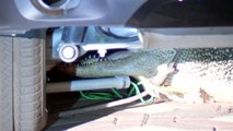 Texas family shocked to find alligator hiding under the car