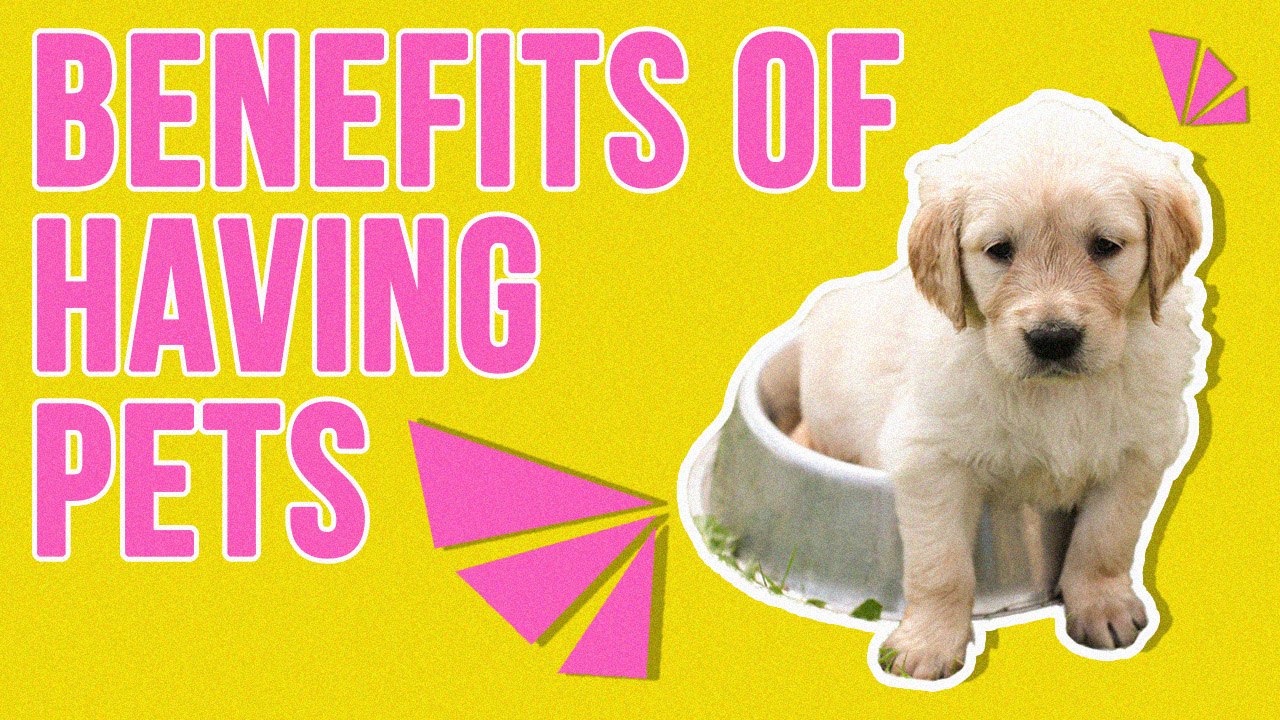 Mental Health Benefits Of Having Pets