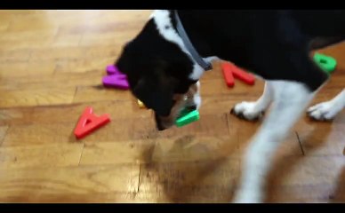 Mulher adota cadela que era sempre devolvida ao abrigo e logo percebe que ela não era normal