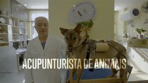 Acupuntura para animais: uma alternativa para a eutanásia