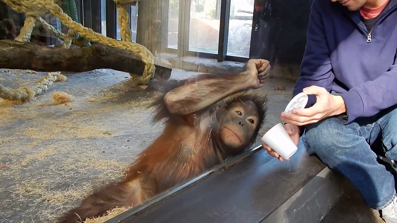 Monkey Sees A Magic Trick