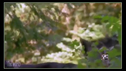 Lobo vs Puma - Rivais Mortais | Mini-Documentário HD