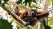 Les orangs-outans, un déclin inéluctable ?