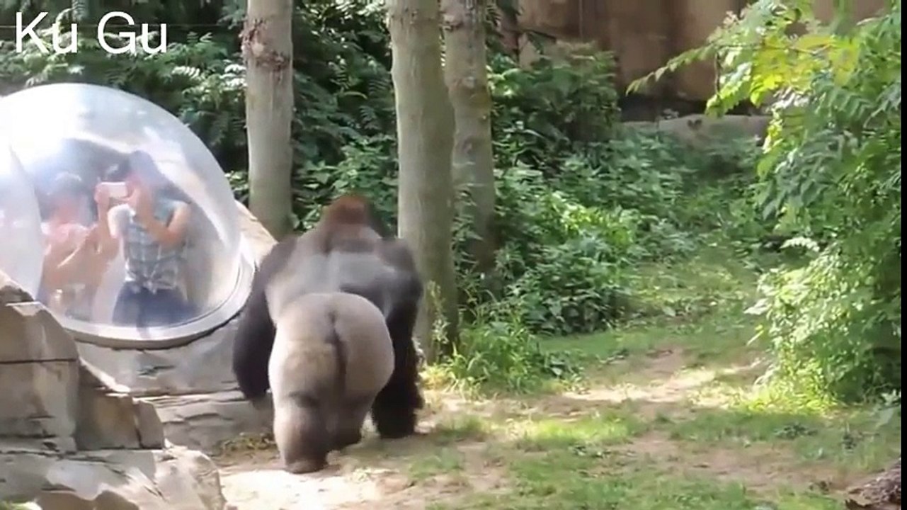 Animals Attack to Human at Zoo    Compilation   Ku Gu