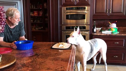 Funny Impatient Great Dane and Cat Chat About Chicken ~ Both Show Off