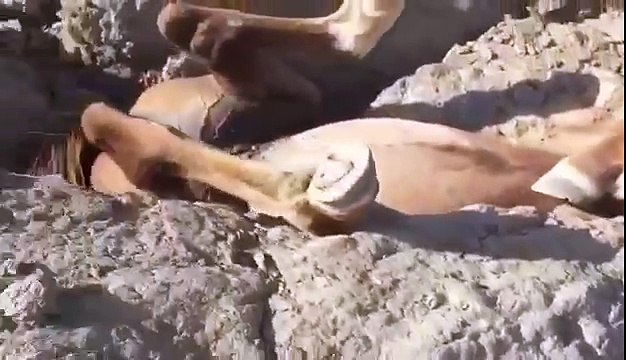 Ils viennent en aide à un poulain coincé la tête en bas entre des rochers