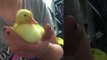 Little Duckling Chills Out and Falls Asleep