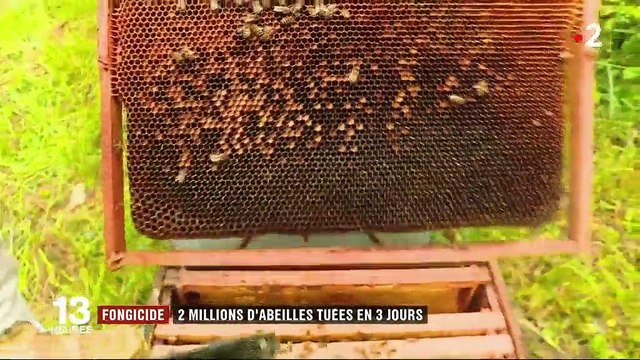 Fongicide : deux millions d'abeilles tuées en trois jours en Occitanie
