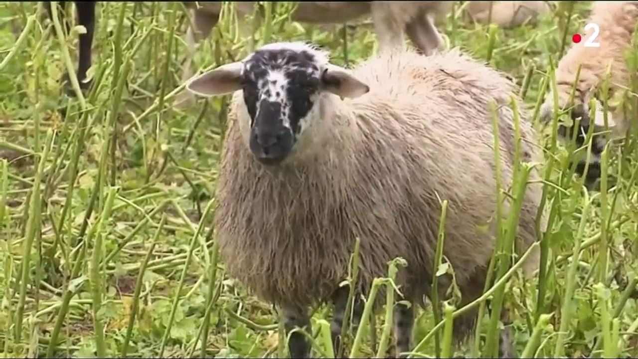 Fontainebleau : des moutons en éco-pâturage dans la forêt