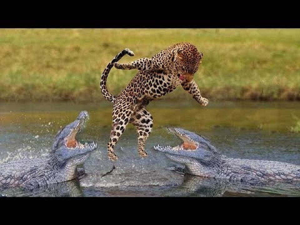 Leopard Wants to Share Crocodiles 's Food Something Unexpected - video Dailymotion