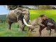 An  Elephant Chase The Lion To Rescue Buffalo From Powerful Lion