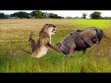Lion Get Surprise, Luckily Survive From Wildebeest Attack