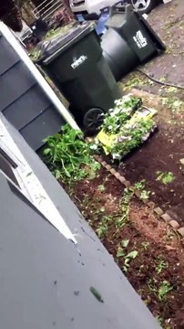 Trouver un OURS.. dans les poubelles du jardin !