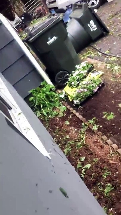 Trouver un OURS.. dans les poubelles du jardin !