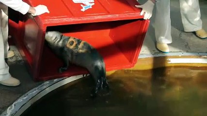 Brest : le centre qui soigne les phoques gris