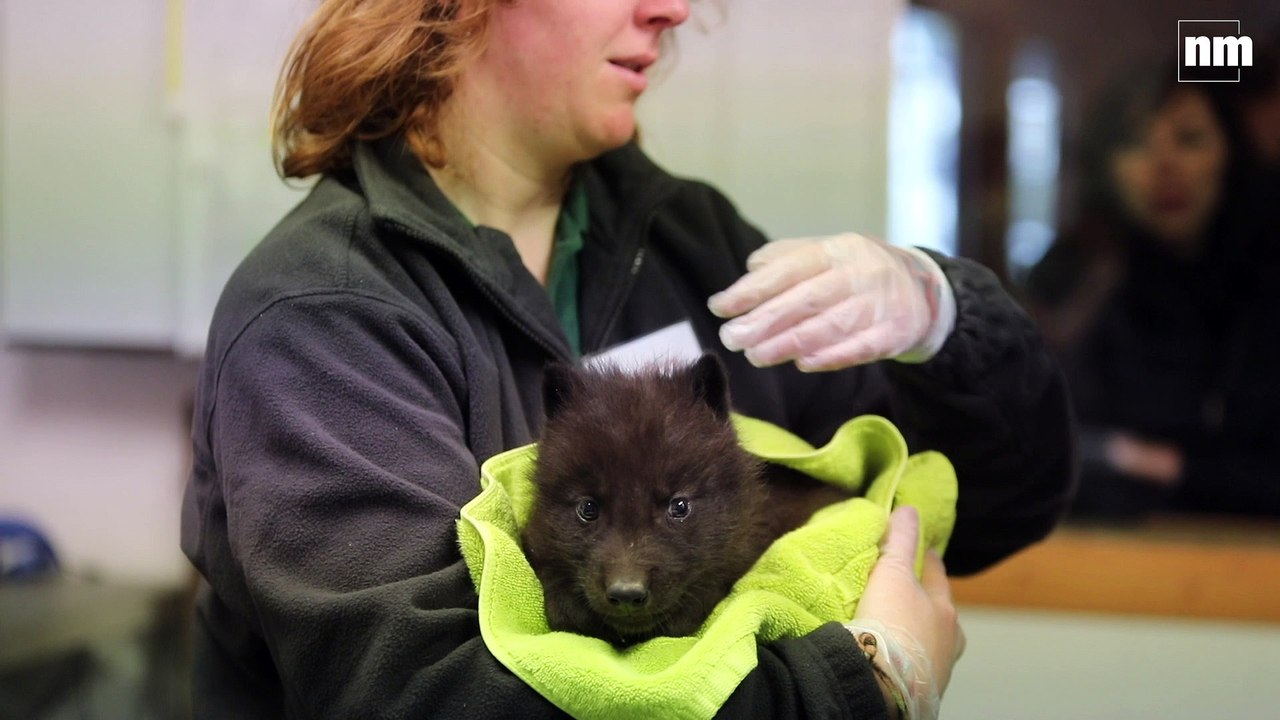 Un bébé loup est né au Parc Alpha (et c'est trop mignon)