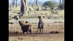 hyena vs wild dogs fight to death - Amazing Wild Dogs Compilation - Wild Dogs Vs Hyenas Amazing Battle