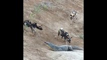 crocodile vs wild dogs real fight - African Wild Dogs Attack and try kill vs Crocodiles - most amazing wild animal attack video