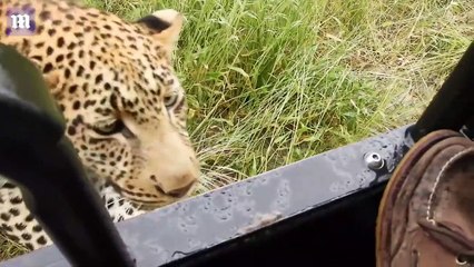 Un touriste sur une voiture de safari et un léopard !