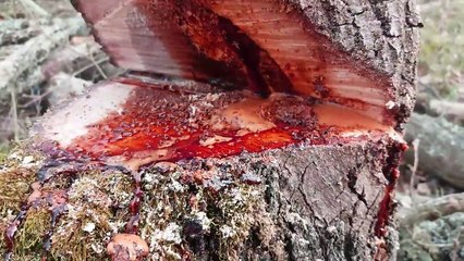 Un homme dans une forêt filme un arbre qui saigne !