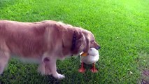 The Ducks are Attacking - Epic Funny Compilation with this Awesome Birds