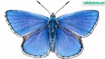 Nombre de los insectos para Niños | Animales invertebrados | Bits de Inteligencia Método Doman