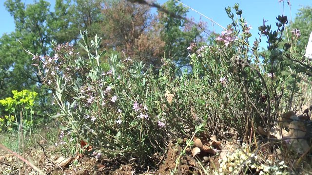 Alpes-de-Haute-Provence : la récole du thym, une tradition provençale !