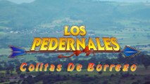 Colitas De Borrego - Los Pedernales