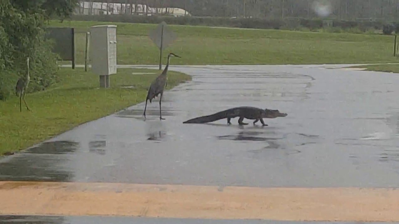 Cet alligator renonce face à 3 grues cendrées... Oiseau trop gros!