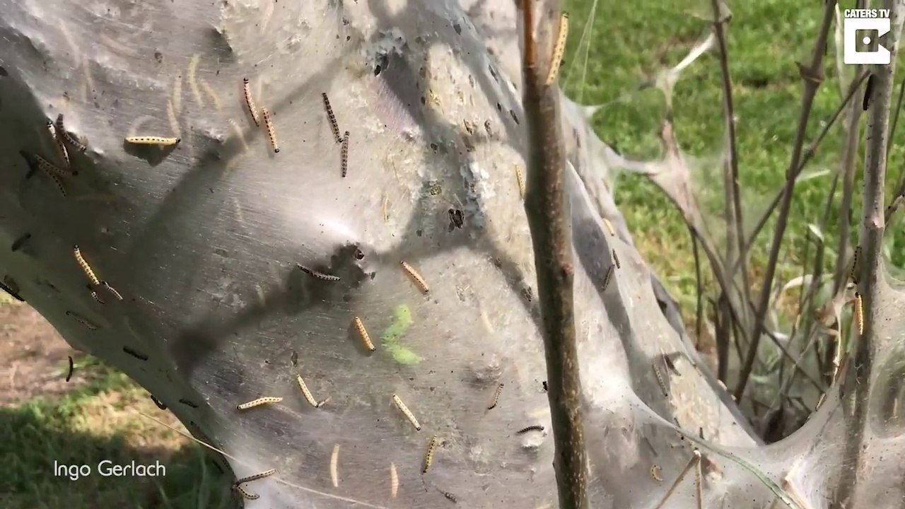 Des milliers de chenilles ont recouvert un arbre de leur cocon. Impressionnant