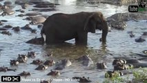 Des hippopotames essaient de chasser un éléphant de leur marre... Pas simple