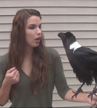 Elle a appris à son corbeau à l'imiter, il parle, il tousse...