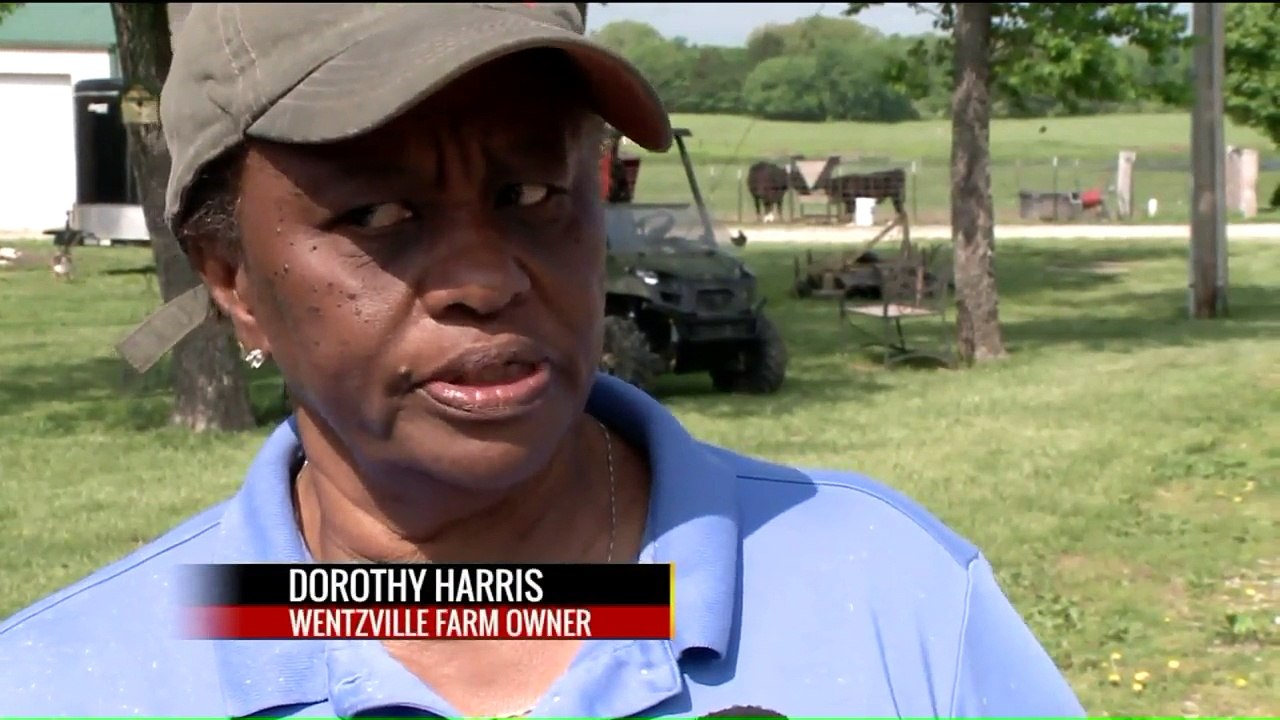 Firefighters Rescue Pregnant Cow Stuck in Mud in Missouri