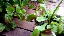 PLANTA CARNÍVORA para NIÑOS | DEVORA 2 moscas y una mariposa | venus atrapamosca Dionaea muscipula