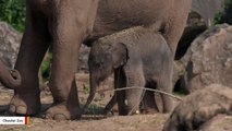 Zoo Celebrates Birth Of Absolutely Adorable Elephant Calf