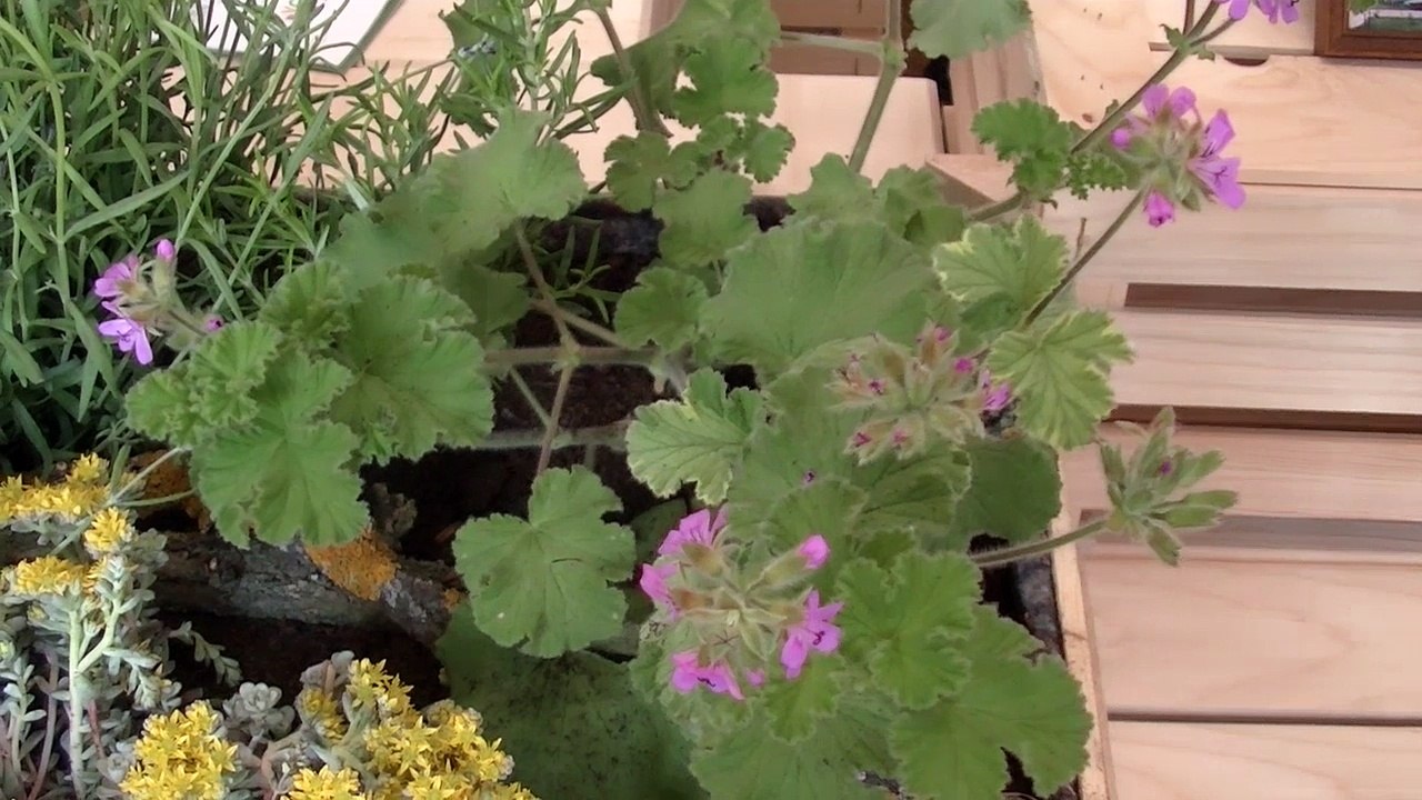 Eröffnungsfest für neues GB*-Stadtteilbüro am Schlingermarkt