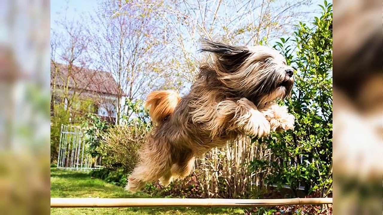 Top 10 Most Ancient Dog Breeds on Earth #2