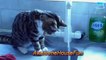 Funny Cats Drinking Water From Sink Compilation || AHF [HD]