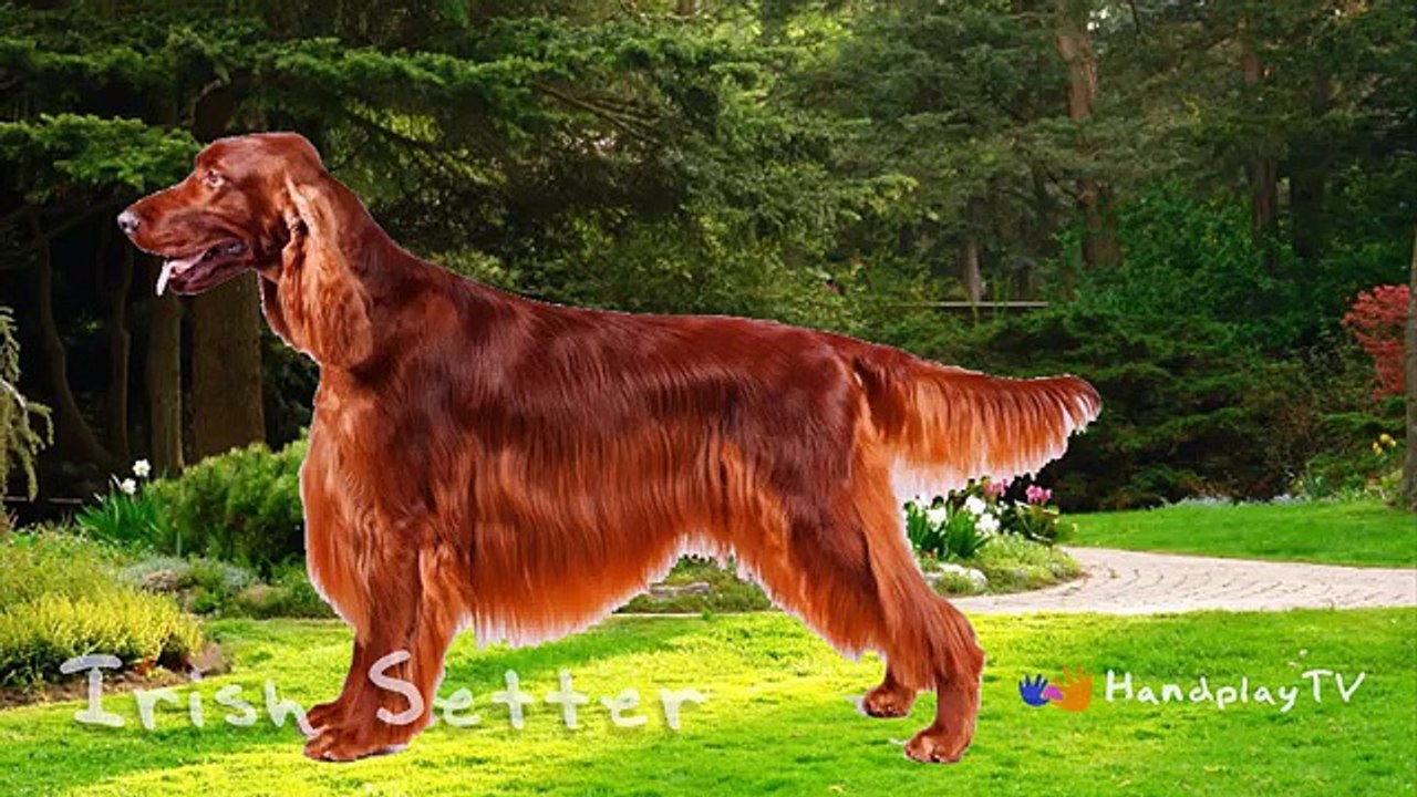 Top 10 Family-Friendly Dogs | Pets for Kids | Handplaytv Learn animals