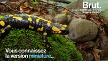 La salamandre géante est le plus gros batracien au monde