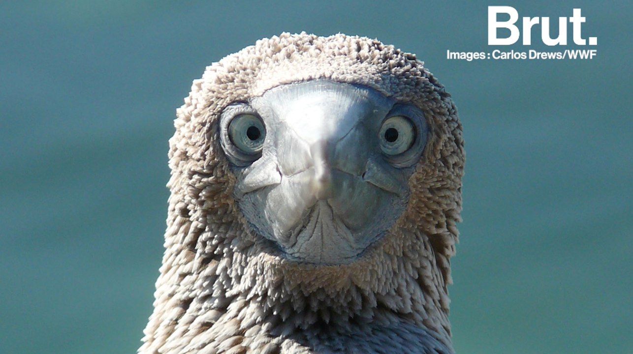 Pour séduire, cet oiseau a une technique de "fou"