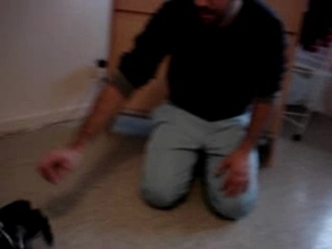 Staffie - Staffordshire Bull Terrier